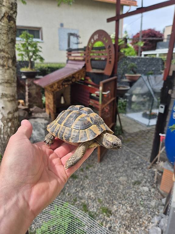 Männliche schildkröten ca.6 kährig