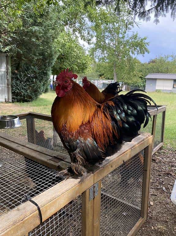 Coq Pékin pure race à donner