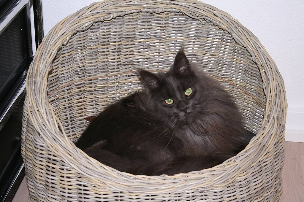 2 Main Coon Katzen zu verschenken