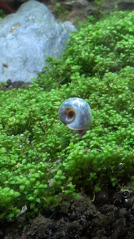 Posthornschnecke