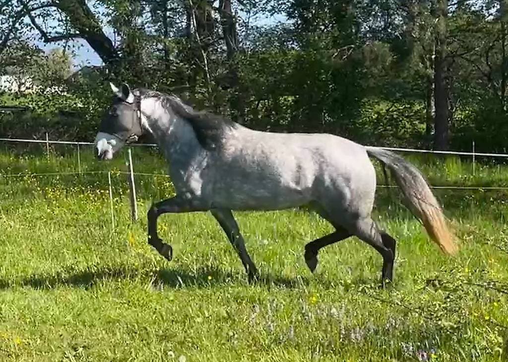 A donner contre poulinage