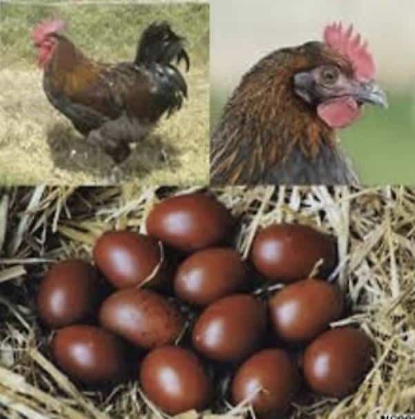 Marans - La poule aux oeufs d'or en version miniature