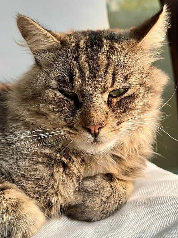 Bibichou, 4 ans, cherche sa famille pour la vie (Lausanne)