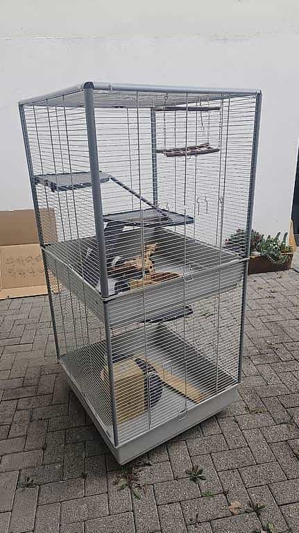 Ratenkäfige zu verschenken