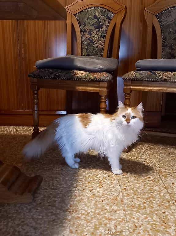 Gatte urgente cercano casa