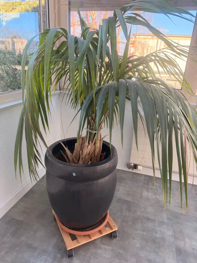 Kentia-Palme