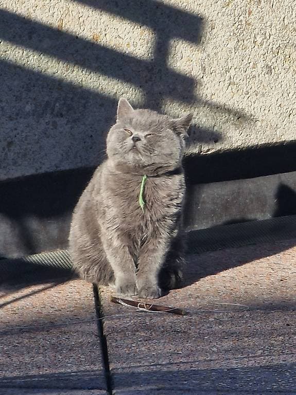 Chat British shorthair - Green