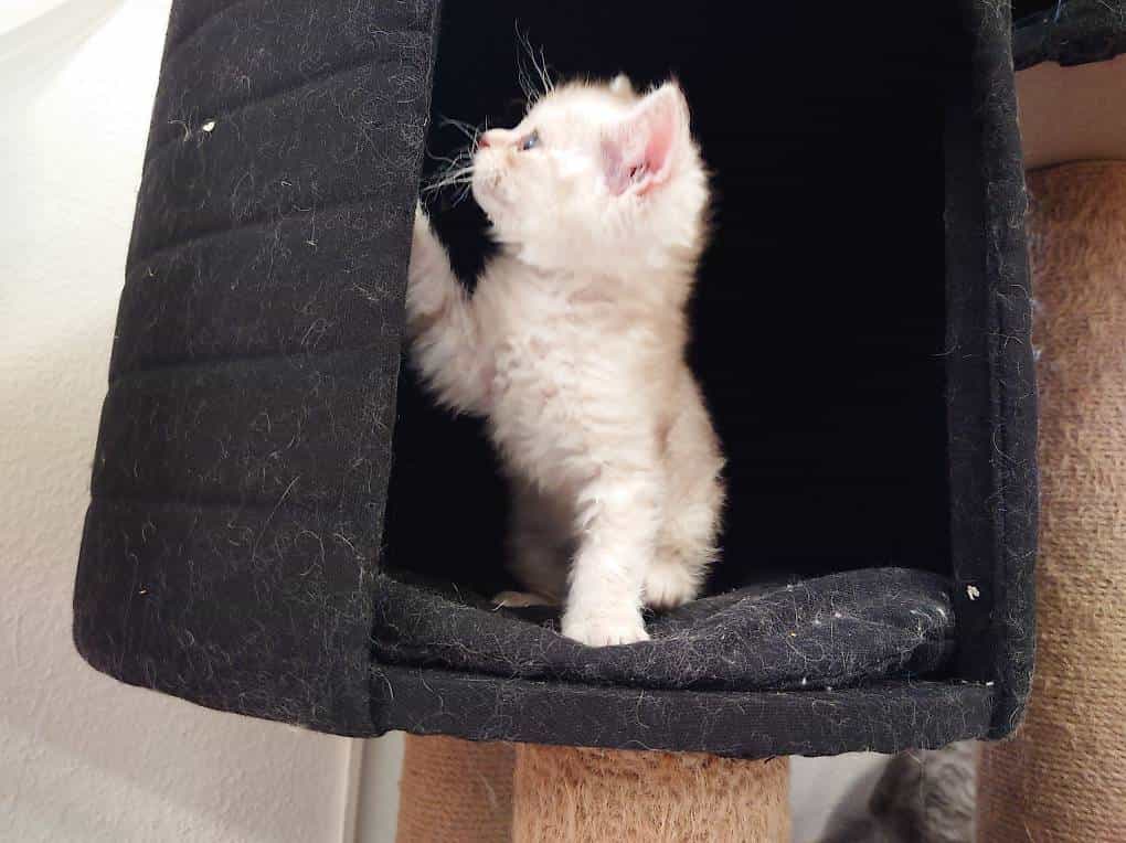 Chaton selkir rex british short hair.