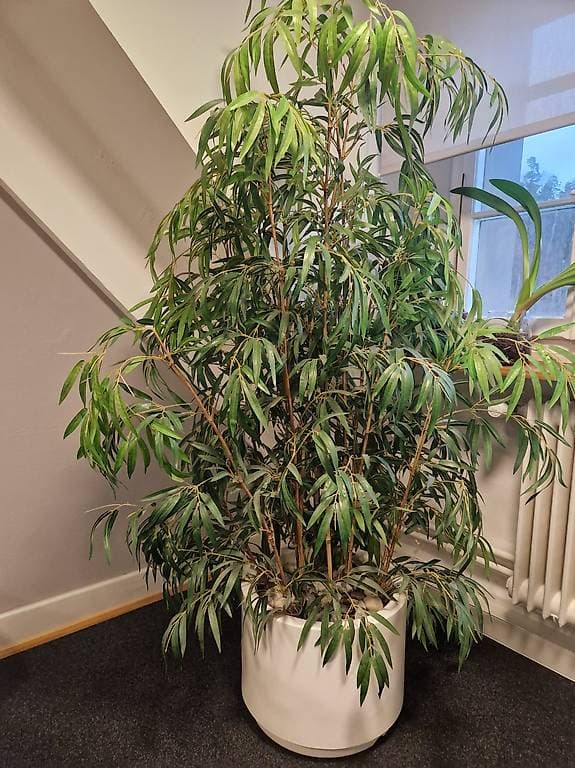 Künstliche Pflanze inkl. Topf GRATIS abzugeben.