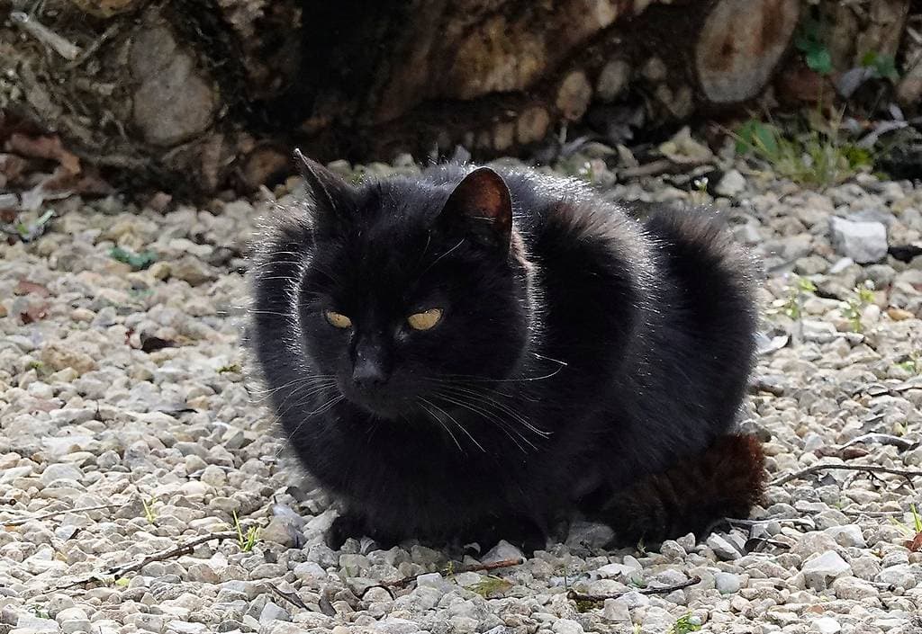 Chatte trouvée cherche une domicile