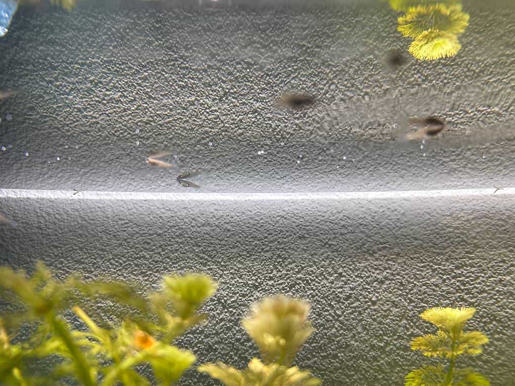 Donne guppys mâles et femelles