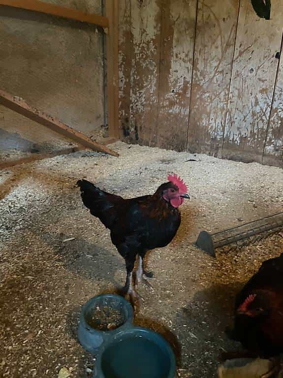 Coq Marans nain