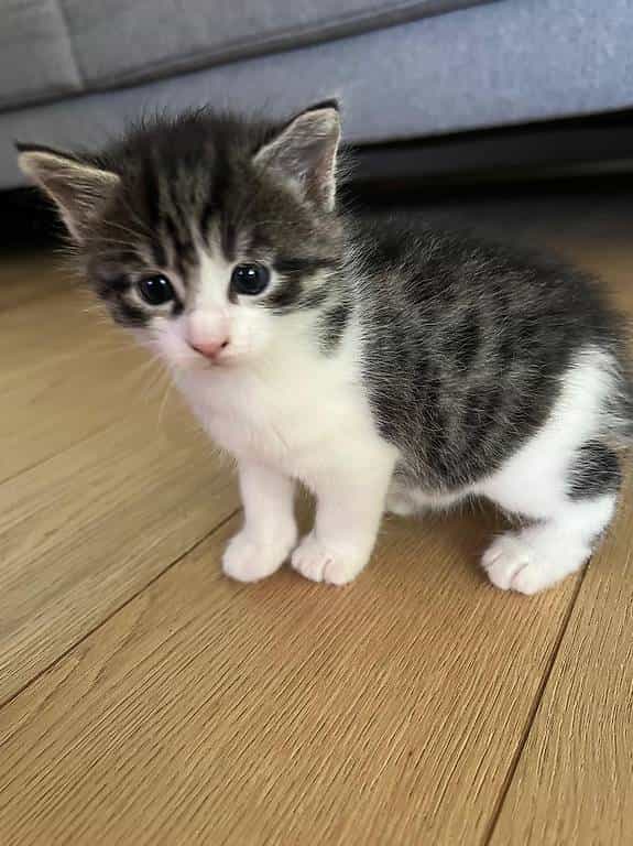 Famille de 3 chatons et maman