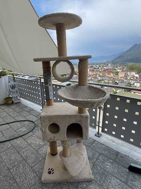 Albero gatti gratis