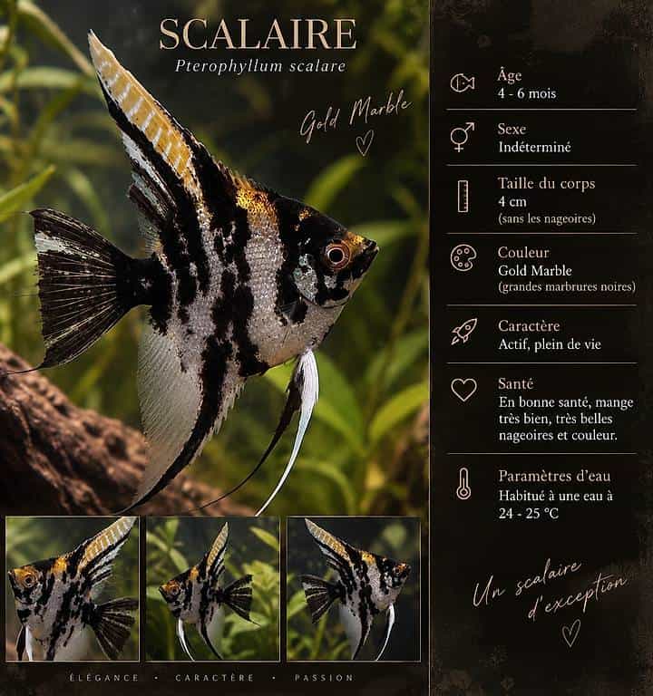À donner Scalaire (Pterophyllum scalare)