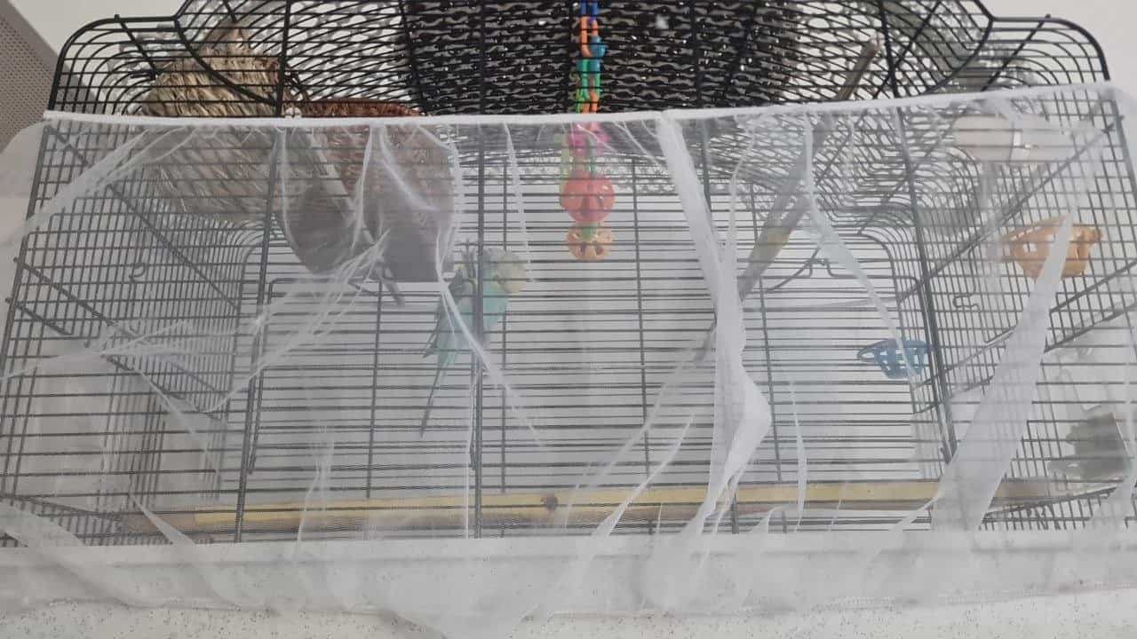 Vogelkäfig