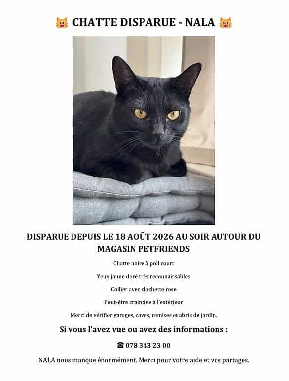 CHATTE DISPARUE - NALA sur Sierre