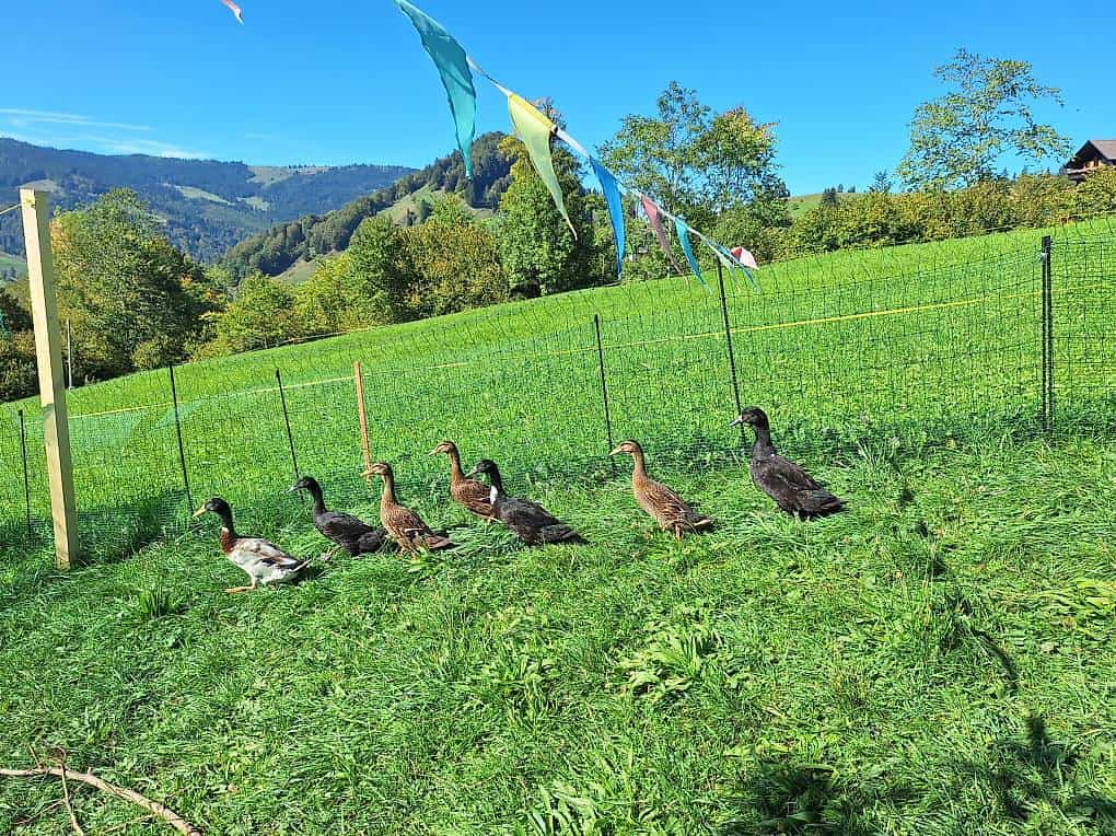 Laufenten aus Naturbrut abzugeben