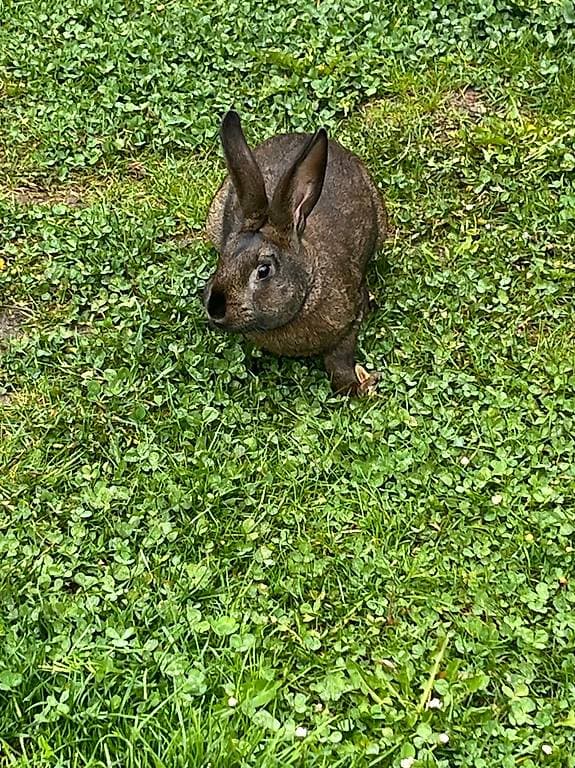 Lapin mâle à échanger