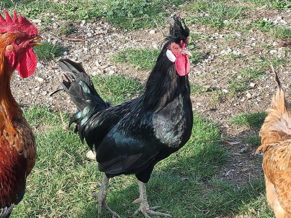 Coq Appenzellois noir