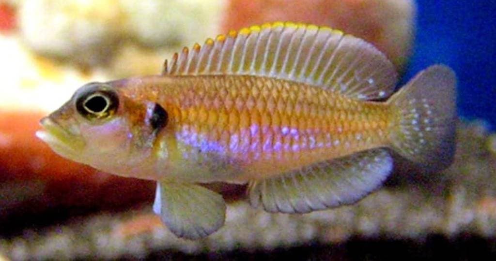 Lamprologus ocellatus gold