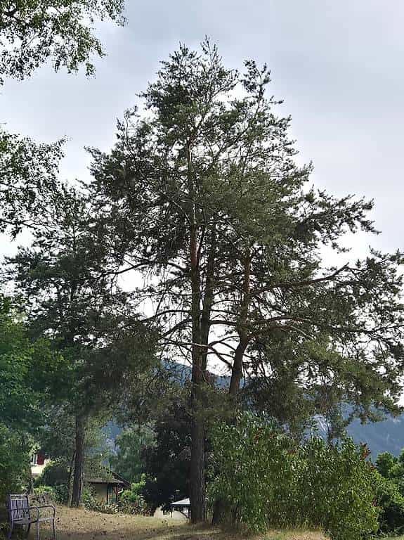 Bois de cheminée de pin