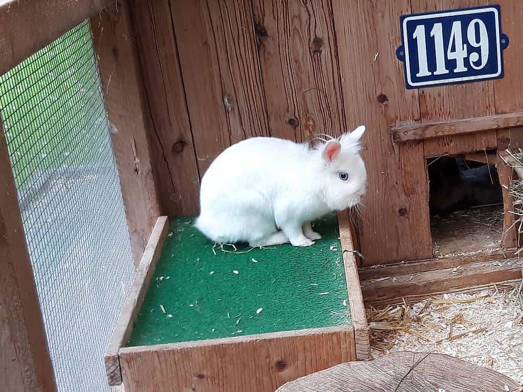 Zwergkaninchen-Lady sucht Freund