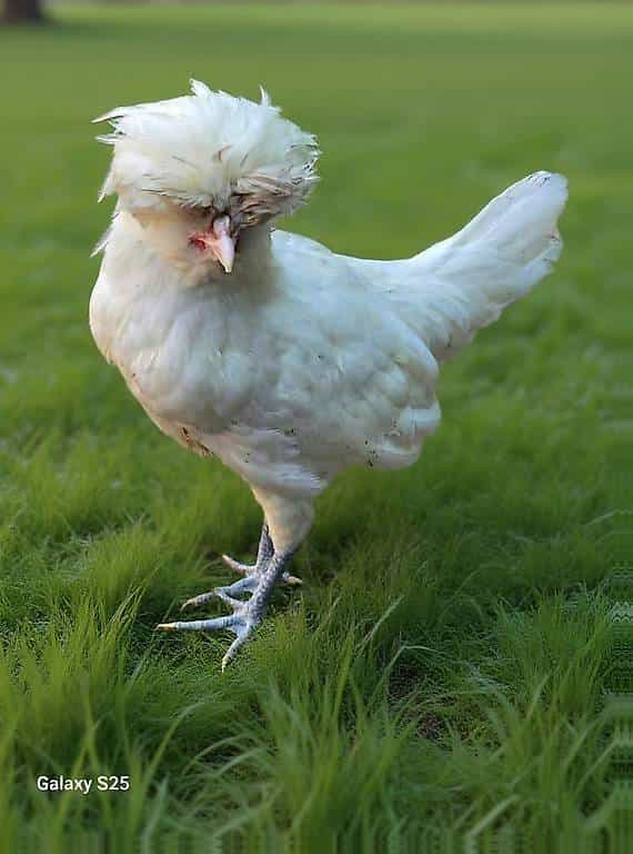À DONNER - Coq Padoue Blanc