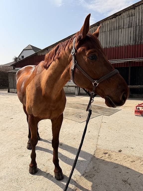 Hongre 6 ans à vendre
