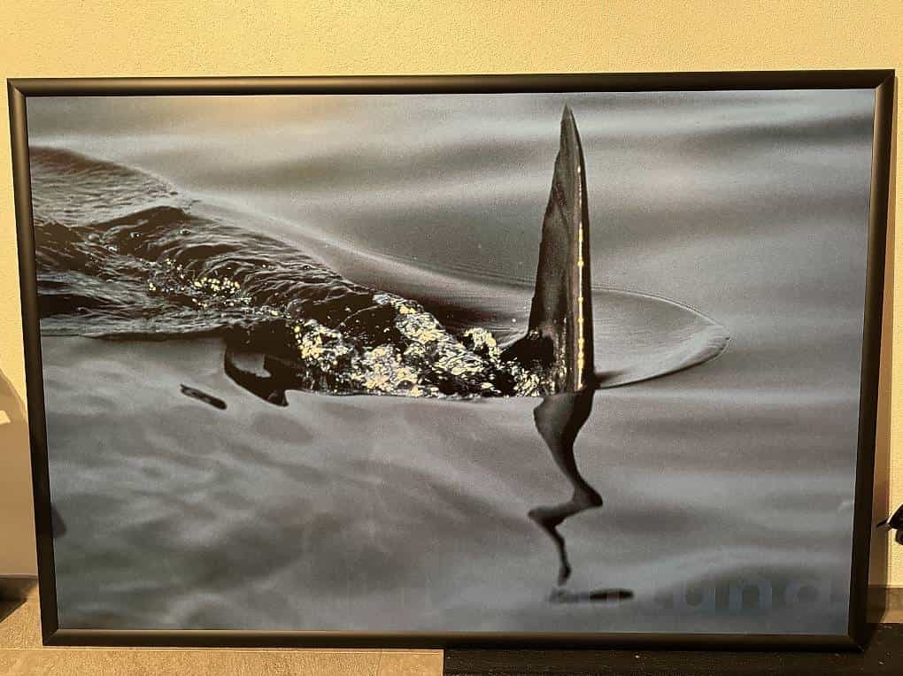 Bild Hai-Fisch 155x106 cm inkl. Rahmen