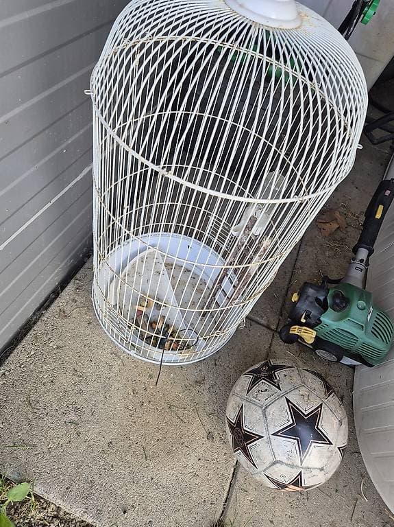 Cages a oiseaux donner