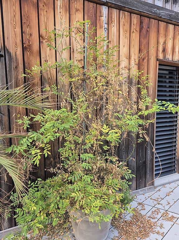 A donner plante exterieure glycine