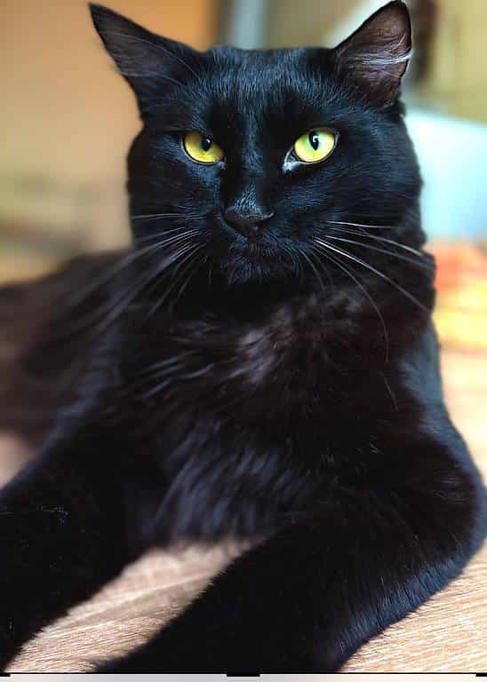 Chat à donner