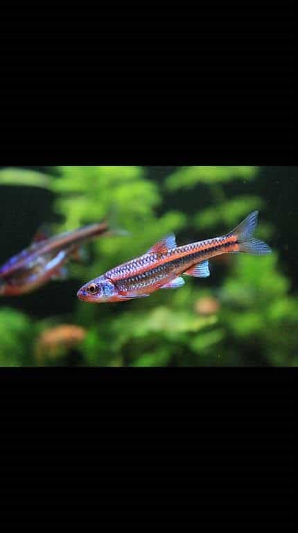 3 notropis à donner