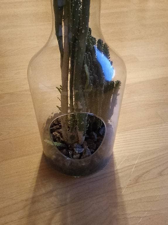 Kaktus zu verschenken