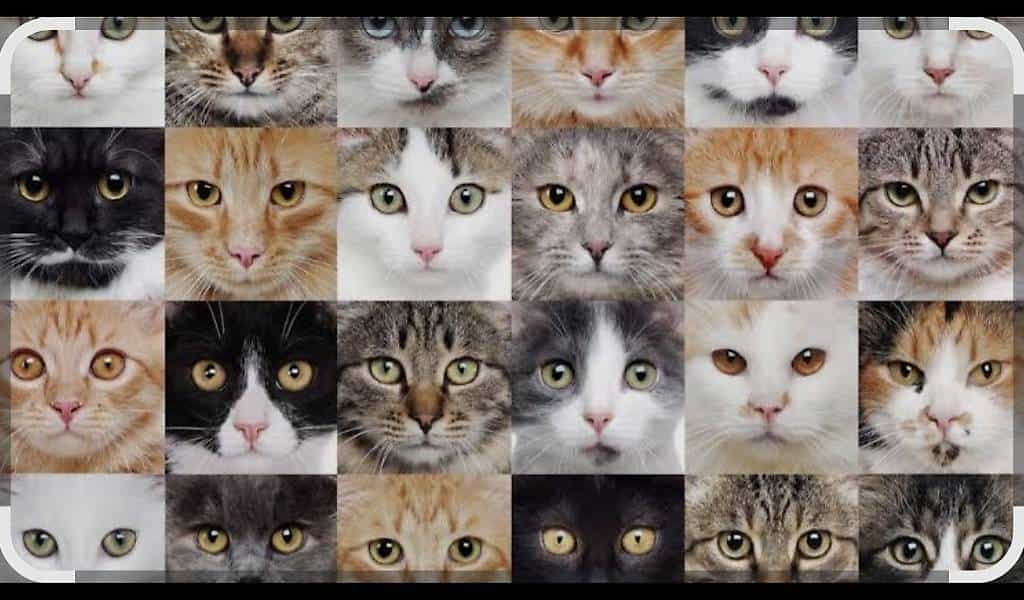 Je Chercher un chaton budet 50 fr