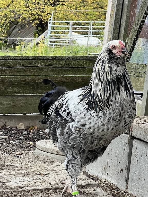 Ameraucana-Mix Hähne