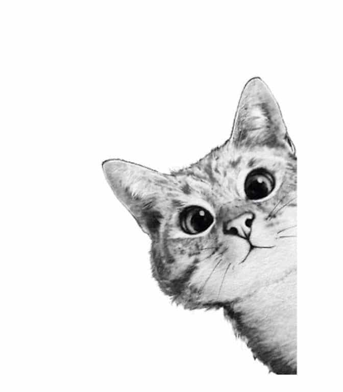 Cherche chaton exotic shorthair femelle
