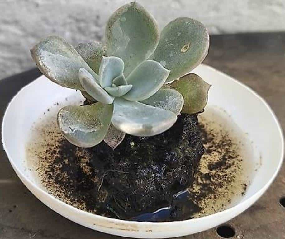 Echeveria