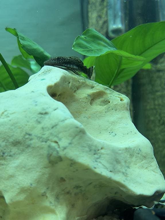 Urgent Poisson nettoyeur (ancistrus)