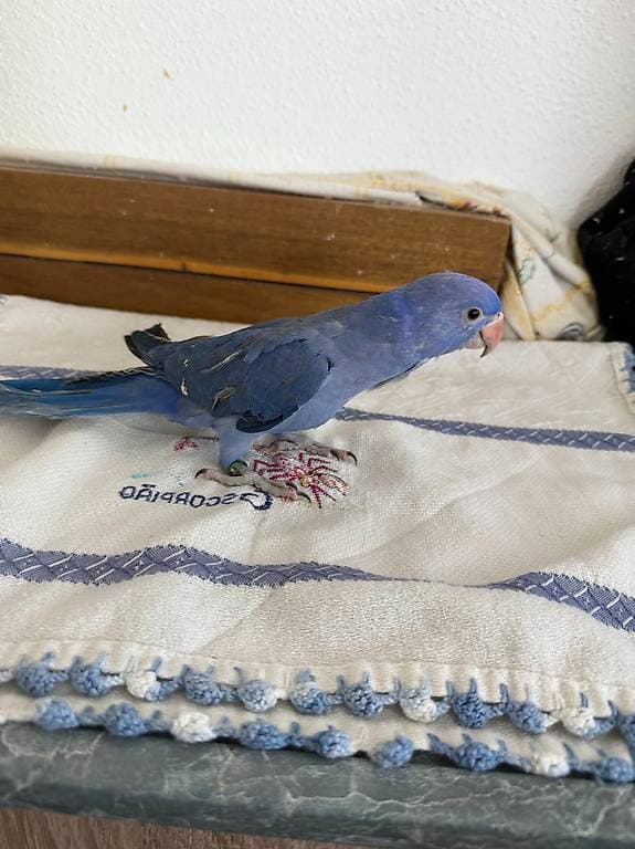 Bebe perruche a collier apprivoiser