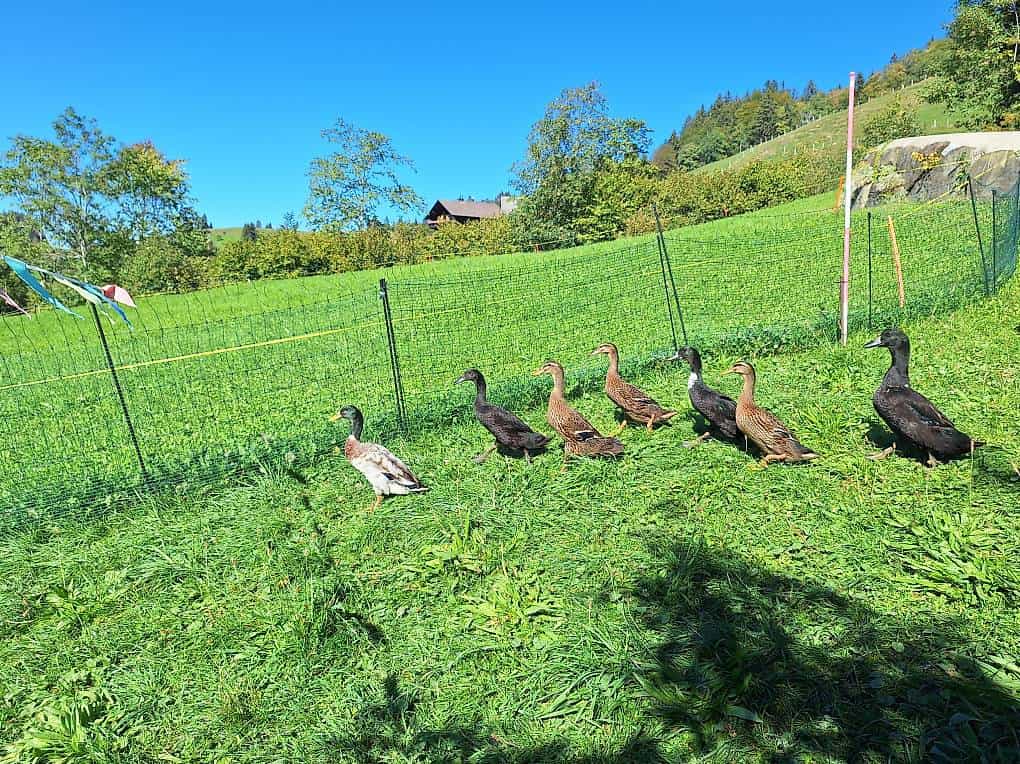 Laufenten aus Naturbrut abzugeben