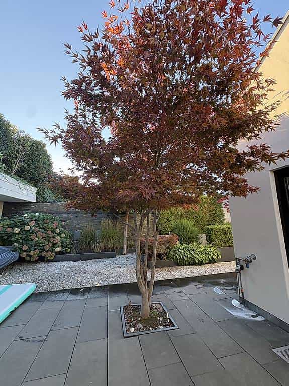 Baum