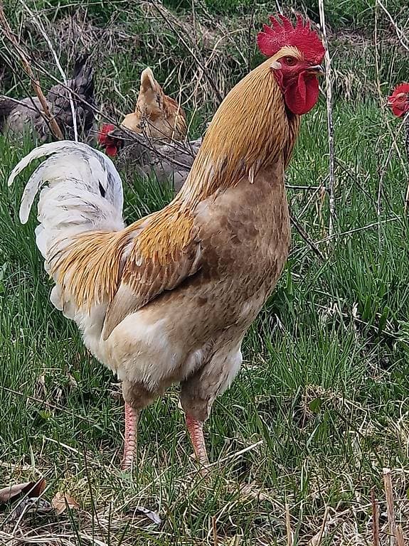 Coq