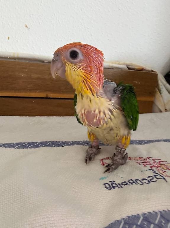 Bebe perroquet caique à tête orange