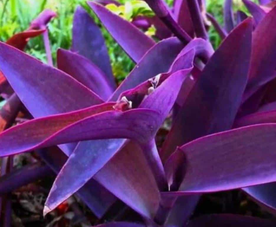 Tradescantia