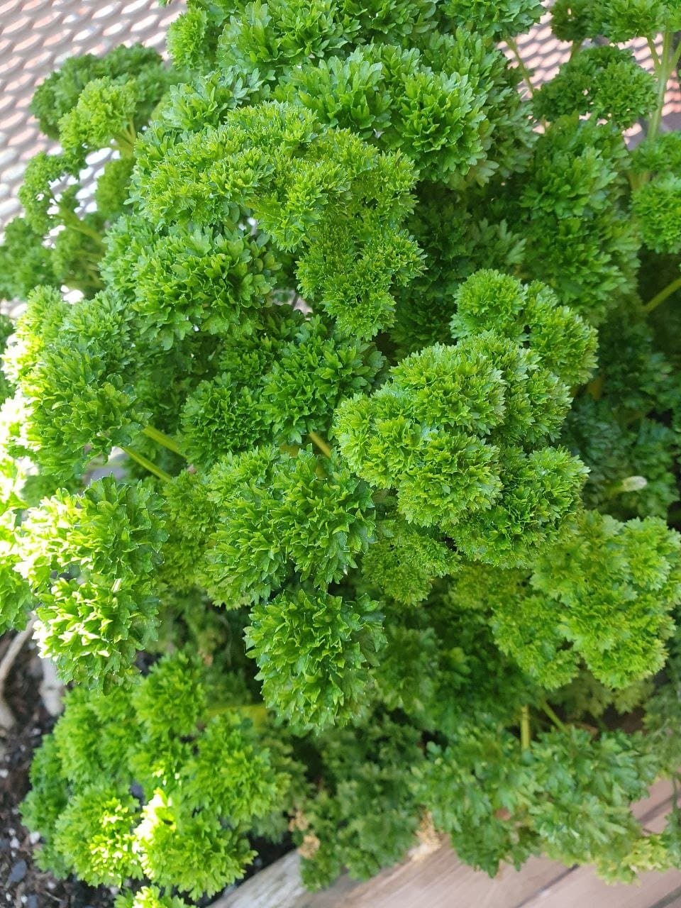 Bio-Petersilie geschnitten