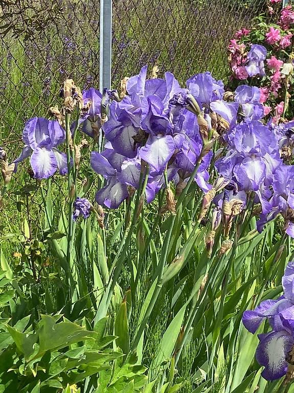 Rhizomes d'iris - plantez maintenant, fleurs au printemps
