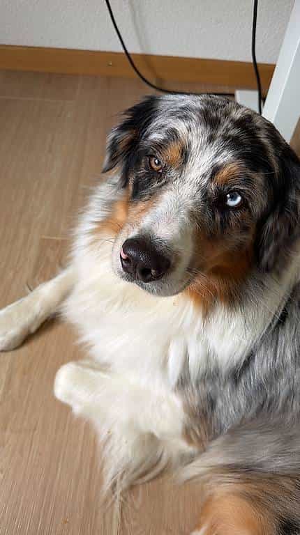Je cherche un nouveau foyer pour mon Berger Australien.