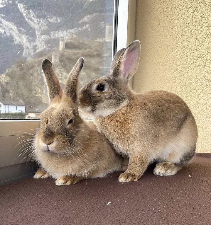 À adopter : adorable duo de lapins inséparables